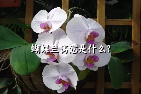 蝴蝶兰寓意是什么？