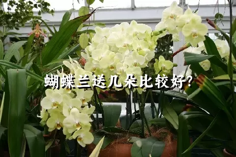 蝴蝶兰送几朵比较好？