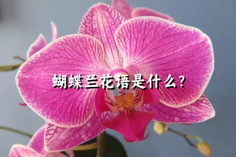 蝴蝶兰花语是什么？