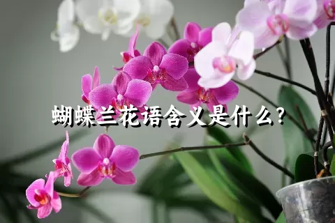 蝴蝶兰花语含义是什么？