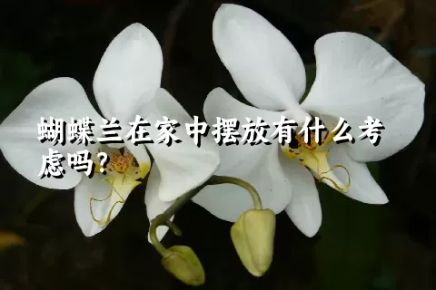 蝴蝶兰在家中摆放有什么考虑吗？