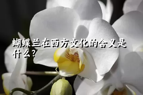 蝴蝶兰在西方文化的含义是什么？