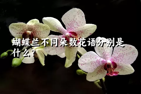 蝴蝶兰不同朵数花语分别是什么？