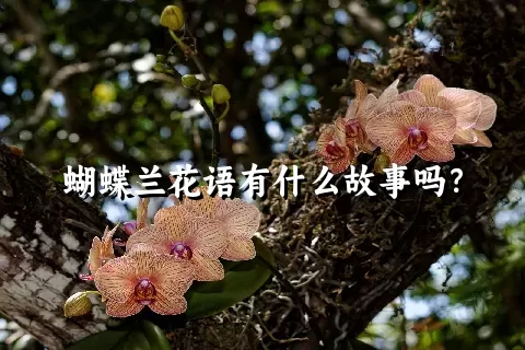 蝴蝶兰花语有什么故事吗？