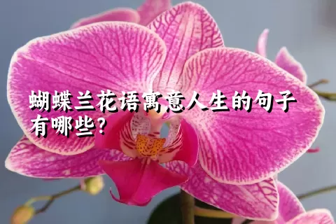 蝴蝶兰花语寓意人生的句子有哪些？