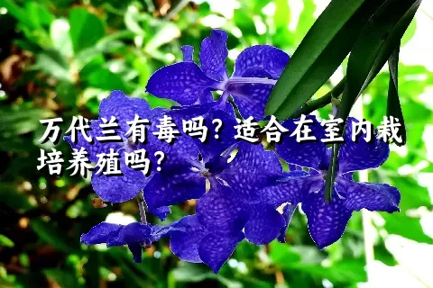 万代兰有毒吗？适合在室内栽培养殖吗？