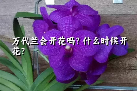 万代兰会开花吗？什么时候开花？