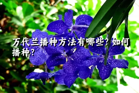 万代兰播种方法有哪些？如何播种？