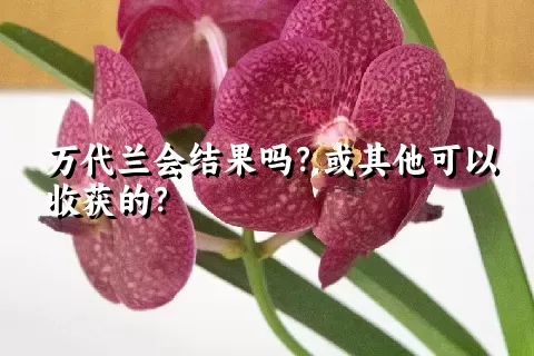 万代兰会结果吗？或其他可以收获的？