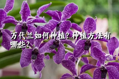 万代兰如何种植？种植方法有哪些？