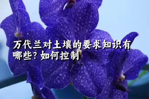 万代兰对土壤的要求知识有哪些？如何控制