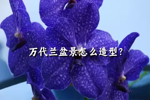 万代兰盆景怎么造型？