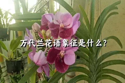 万代兰花语象征是什么？