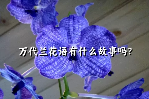 万代兰花语有什么故事吗？