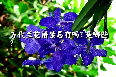 万代兰花语禁忌有吗？是哪些？