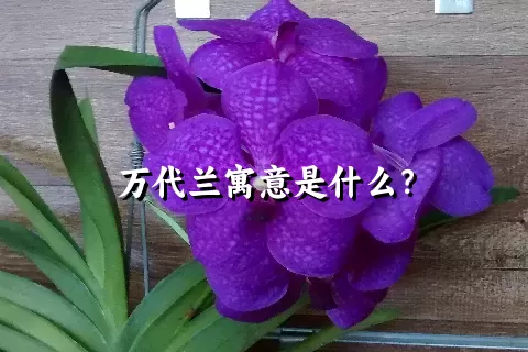 万代兰寓意是什么？