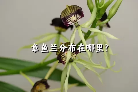 章鱼兰分布在哪里?