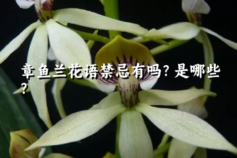 章鱼兰花语禁忌有吗？是哪些？