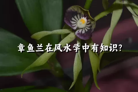 章鱼兰在风水学中有知识？