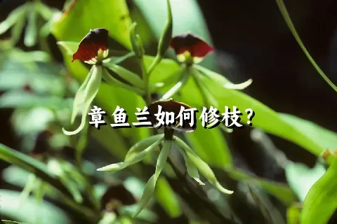 章鱼兰如何修枝？