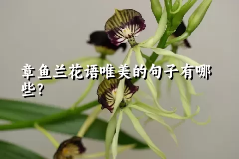 章鱼兰花语唯美的句子有哪些？