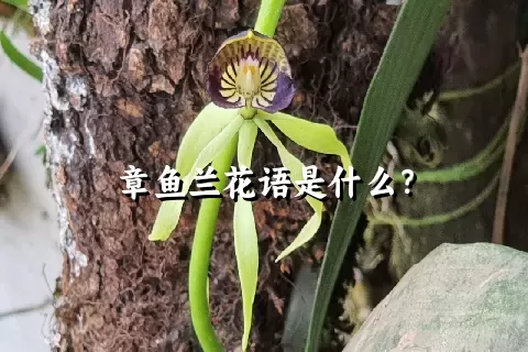 章鱼兰花语是什么？