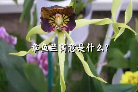 章鱼兰寓意是什么？