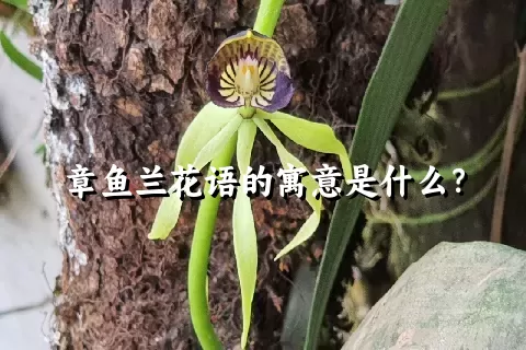 章鱼兰花语的寓意是什么？