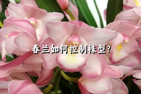 春兰如何控制株型？