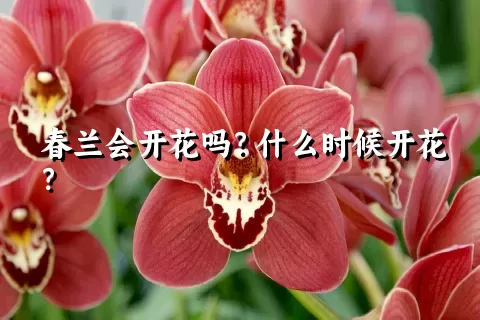 春兰会开花吗？什么时候开花？