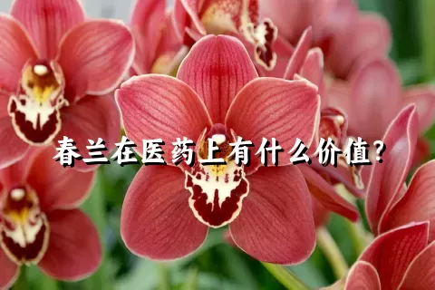 春兰在医药上有什么价值？