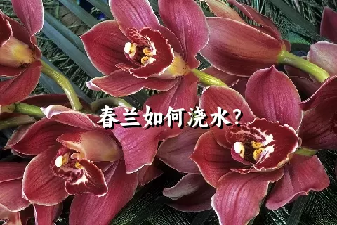 春兰如何浇水？