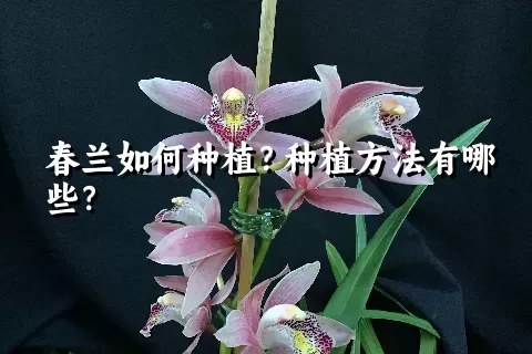 春兰如何种植？种植方法有哪些？