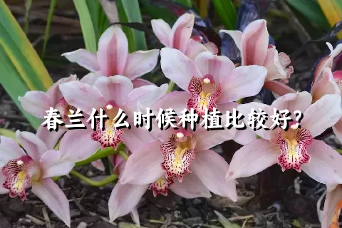 春兰什么时候种植比较好？