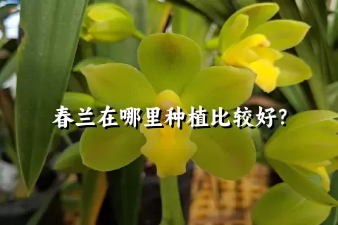 春兰在哪里种植比较好？