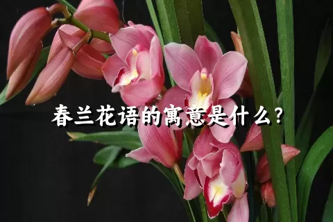 春兰花语的寓意是什么？