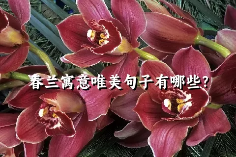 春兰寓意唯美句子有哪些？