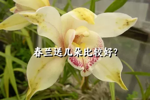 春兰送几朵比较好？