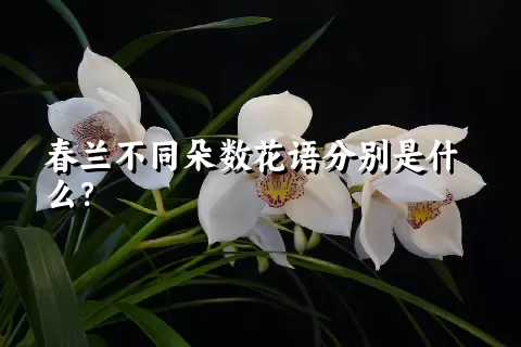 春兰不同朵数花语分别是什么？