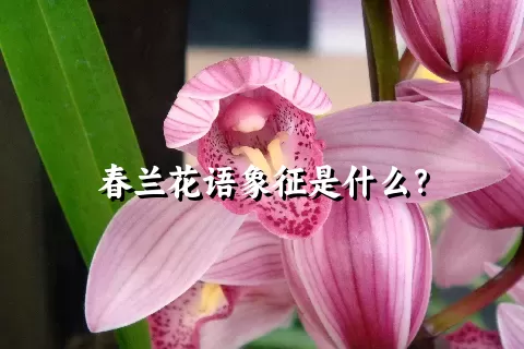 春兰花语象征是什么？