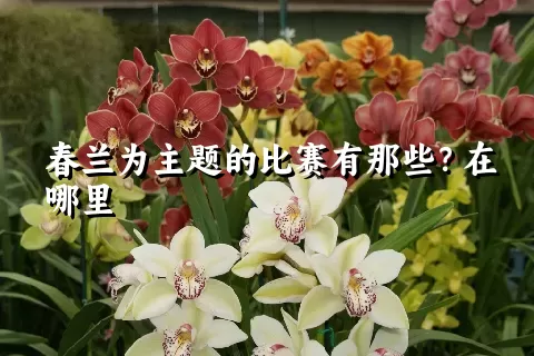 春兰为主题的比赛有那些？在哪里