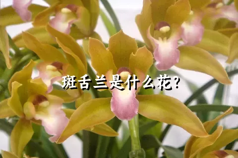 斑舌兰是什么花？