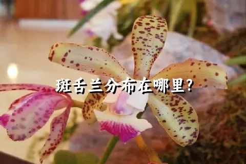 斑舌兰分布在哪里?