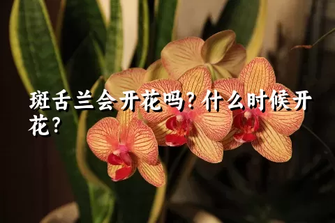 斑舌兰会开花吗？什么时候开花？