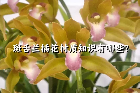 斑舌兰插花材质知识有哪些？