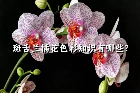 斑舌兰插花色彩知识有哪些？