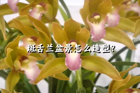 斑舌兰盆景怎么造型？