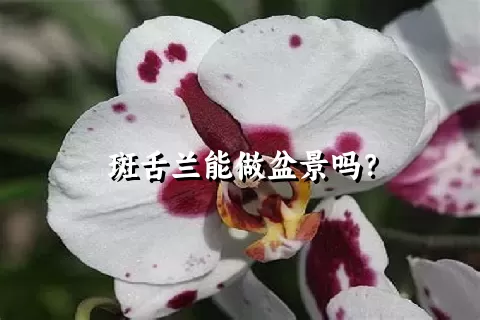 斑舌兰能做盆景吗？