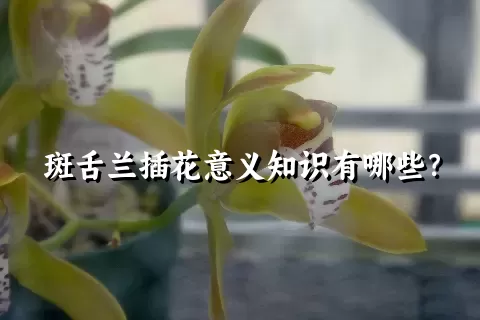 斑舌兰插花意义知识有哪些？