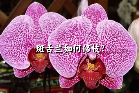 斑舌兰如何修枝？